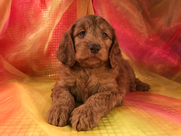 Dark Red Mini Goldendoodle Puppy for Sale DOB 9-3-17 $1500